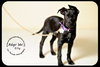 Billy- Puppy