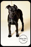 Billy- Puppy
