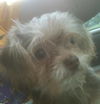 Frodo Puppy