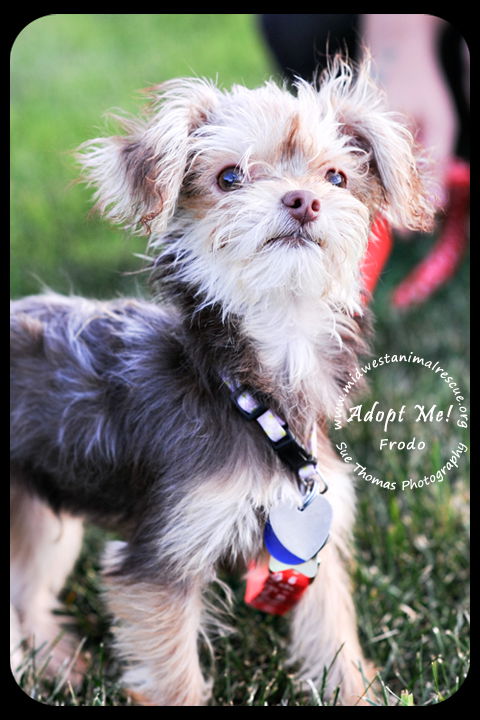 Frodo Puppy