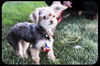 Frodo Puppy