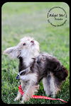Frodo Puppy