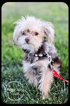 Frodo Puppy