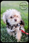 Frodo Puppy