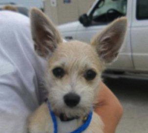 Jilly Puppy