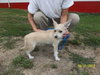 Jilly Puppy