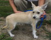 Jilly Puppy