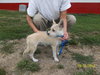 Jilly Puppy