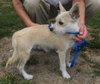 Jilly Puppy