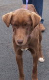 Carley
