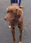 Carley