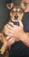 Chuckles - great family dog