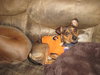 Chuckles - great family dog
