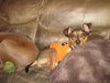 Chuckles - great family dog