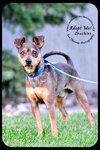 Chuckles - great family dog