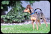 Chuckles - great family dog