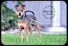 Chuckles - great family dog