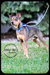 Chuckles - great family dog