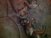 Chuckles - great family dog