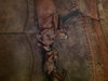 Chuckles - great family dog