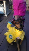 Chuckles - great family dog