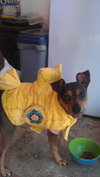 Chuckles - great family dog