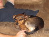 Chuckles - great family dog