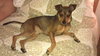 Chuckles - great family dog
