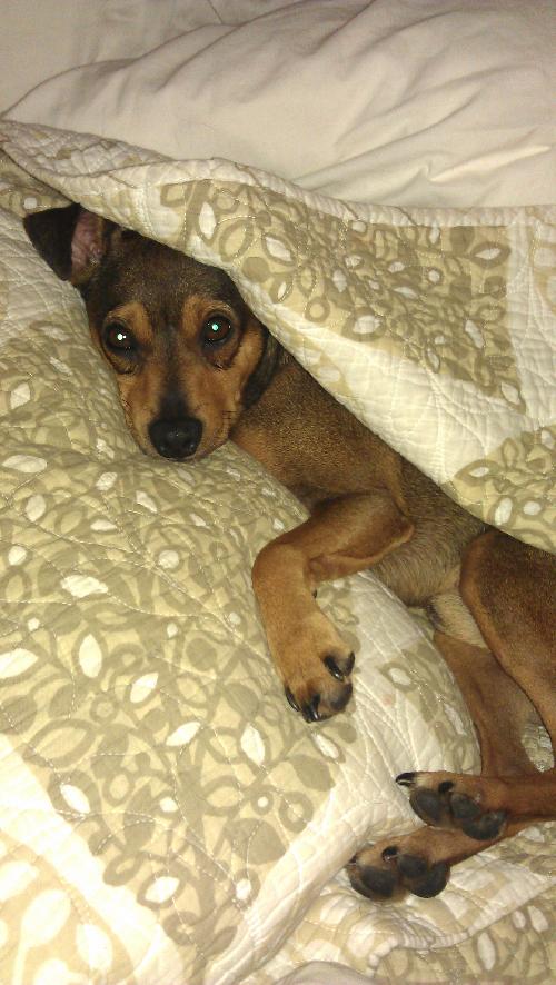 Chuckles - great family dog