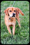 Baxter