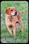 Baxter