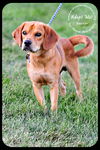 Baxter
