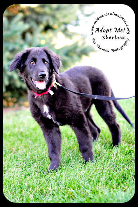 Sherlock