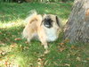 Rudy