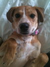 Trixie