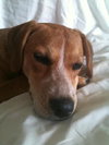 Trixie