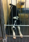 Brady Puppy
