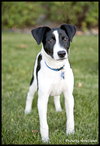 Brady Puppy