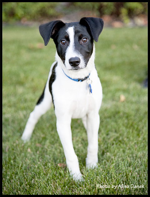 Brady Puppy