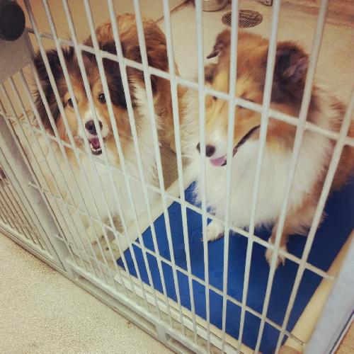 Dixie Sheltie