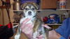 Chuckie Puppy