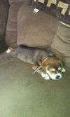 Chuckie Puppy