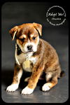 Chuckie Puppy