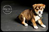 Chuckie Puppy