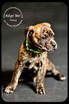 Stang Puppy