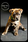 Stang Puppy