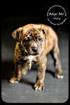 Stang Puppy