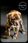 Stang Puppy