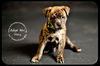 Stang Puppy