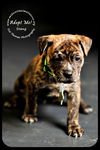 Stang Puppy